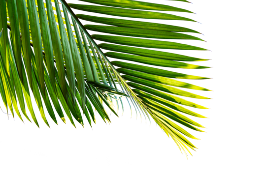 tropical palm leaf isolated on white background
