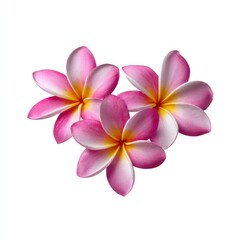 Three pink frangipani flowers isolated on white background