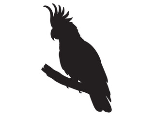 COCKATOO SILHOUETTE WHITE BACKGROUND