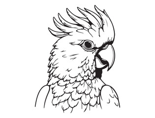 COCKATOO SILHOUETTE WHITE BACKGROUND