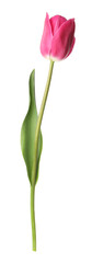 One beautiful pink tulip isolated on white