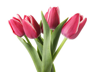 Many beautiful pink tulips isolated on white