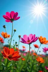 Vibrant cosmea flowers with sun shining against clear blue sky, cosmea, flowers, sun