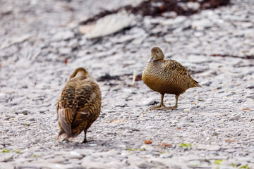 Two Comon Eider (Eider Duck) in Vigur, Iceland on a pebble beach