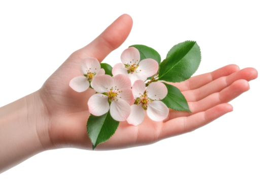 Hand show five finger isolated on white background PNG