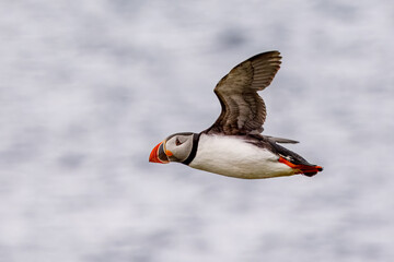 One Atlantic puffin with spread wings flying in the air with the