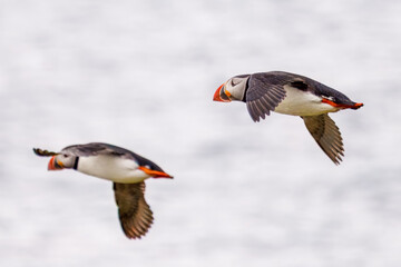 Two Atlantic puffin with spread wings flying in the air with the