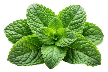 Fresh Green Mint