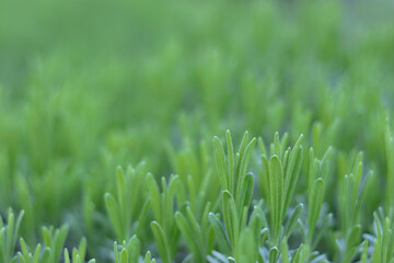  Macro photo of tender young lavender leaves with soft green tones and natural bokeh in daylight. © Mariia