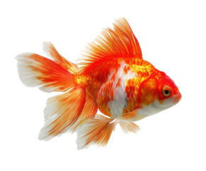 Vibrant goldfish swimming gracefully in crystal clear water on a transparent background, cut out