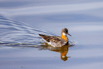 Red-necked phalarope swimming on a lake in Grimsey, Iceland