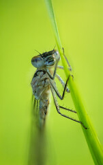 Nehalennia speciosa, damselfly sitting on grass stem. Macro animal background