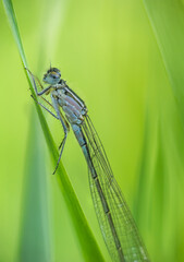 Nehalennia speciosa, damselfly sitting on grass stem. Macro animal background