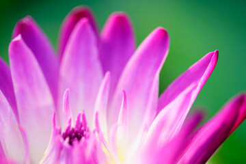 Beautiful Close-Up of Vibrant Pink Water Lily Petals in Nature