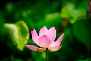Delicate Pink Lotus Flower Surrounded by Lush Greenery in Nature