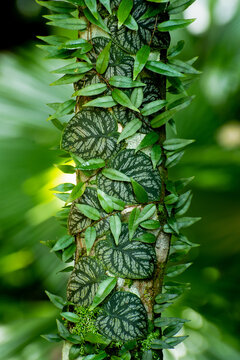 Monstera dubia photographed in the wild. This is a species of plant in the genus Monstera native to Central and South America. This plant has become a popular houseplant around the world.