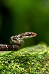 Clear image of a snake with large, curious eyes, space for text and environmental education.