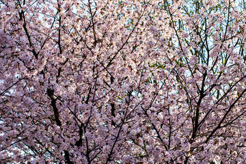 A beautiful close up of a cherry blossom tree filled with pink flowers in bloom