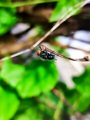 a fly on a leaf