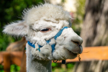close-up photo of a white alpaca wearing a blue halter, standing outdoors in a sunlit garden. The...