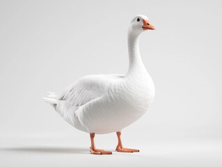 Obraz premium White goose against a plain background