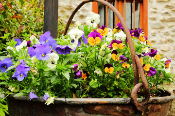 Village Bloom: Pansies in an Iron Pot