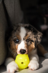Miniature American Shepherd puppy at home. Blue merle with heterochromia. 2 months old playing with toys, ball