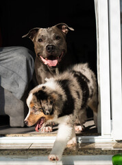 Miniature American Shepherd blue merle puppy and American Pit bull Terrier blue nose at home playing with toys, ball.