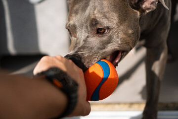 American Pit bull Terrier at home. Blue nose. Playing with toys, ball