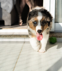 Miniature American Shepherd puppy at home. Blue merle with heterochromia. 2 months old playing with toys, ball