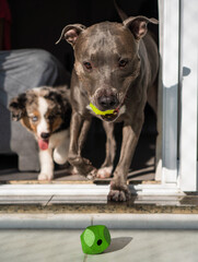 Miniature American Shepherd blue merle puppy and American Pit bull Terrier blue nose at home playing with toys, ball