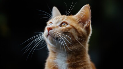 Close-up of a curious orange tabby cat with focused gaze against dark background