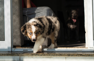 Miniature American Shepherd puppy at home. Blue merle with heterochromia. 2 months old playing with toys, ball