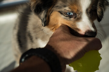 Miniature American Shepherd puppy at home. Blue merle with heterochromia. 2 months old playing with toys, ball