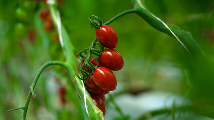 A cluster of ripe Plum Roma tomatoes growing on the vine in a lush green greenhouse environment, highlighting natural farming practices and the essence of organic produce.