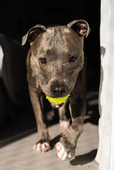 American Pit bull Terrier at home. Blue nose. Playing with toys, ball