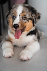 Miniature American Shepherd puppy at home. Blue merle with heterochromia. 2 months old playing with toys, ball