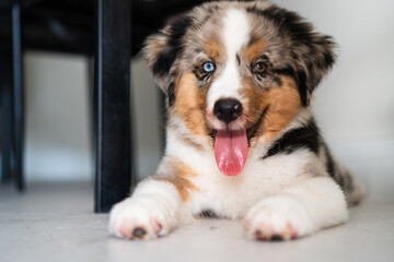 Miniature American Shepherd puppy at home. Blue merle with heterochromia. 2 months old playing with toys, ball