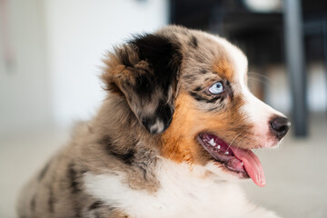Miniature American Shepherd puppy at home. Blue merle with heterochromia. 2 months old playing with toys, ball