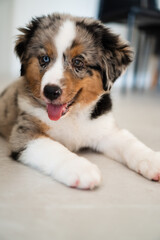 Miniature American Shepherd puppy at home. Blue merle with heterochromia. 2 months old playing with toys, ball