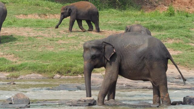 Young elephant wading through flowing waters of maha oya river. Animal cooling down at pinnawala elephant orphanage in lush sri lankan landscape. Elephant dipped trunk into water to get water to drink