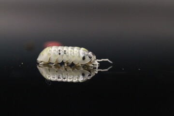 isopods woodlouse pill bugs armadillidium vulgare magic potion