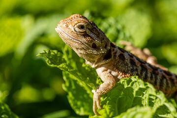 Close up on pogona sunbathing, beautiful animal