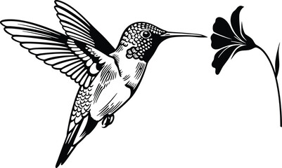 Hummingbird and Flower: Clean Black and White Vector