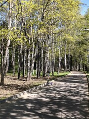 Fototapeta premium Alley in spring park with bright greenery and an abandoned scooter on the path