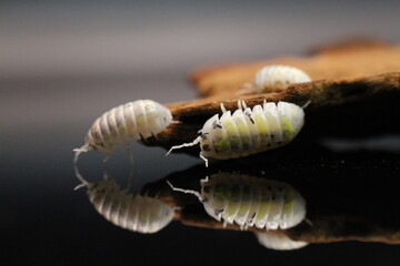 isopods woodlouse pill bugs armadillidium vulgare magic potion