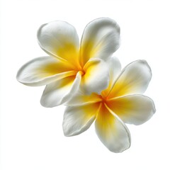 Naklejka premium Two plumeria flowers isolated on white background