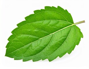 Obraz premium Holy basil or tulsi leaf isolated on white background