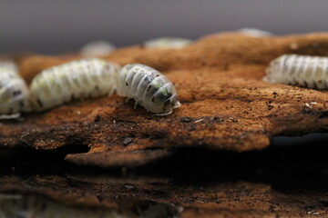 isopods woodlouse pill bugs armadillidium vulgare magic potion