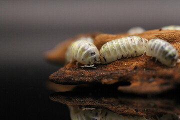 isopods woodlouse pill bugs armadillidium vulgare magic potion